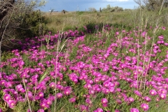 Printemps à l'Etang Frühling spring