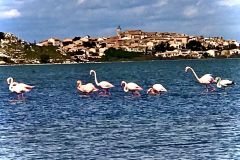 flamants roses
