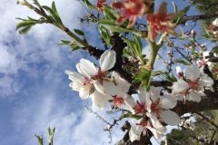 Printemps à l'Etang Frühling spring